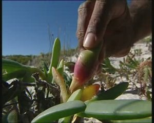 Les nouveaux visages de l'Australie aborigène