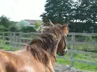 Rembrandt de Linkey !! étalon de 4 ans ( au paddok ) !!