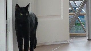 Perle ma panthére noire (chat)