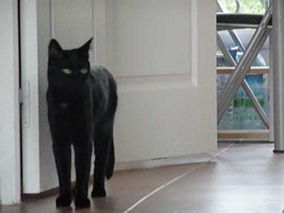 Perle ma panthére noire (chat)