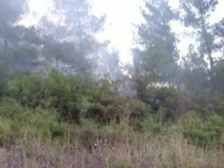 Pamukova orman yangını