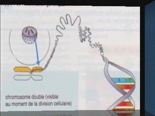 Du génotype au phénotype partie 1