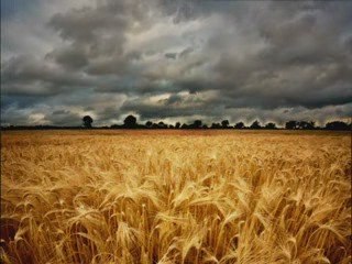 Where Grace Abides by BJ Hoff- A PictureBook Production