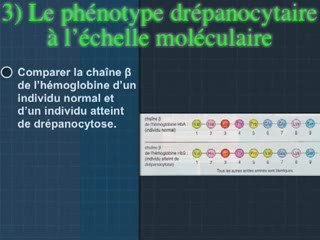 Du génotype au phénotype partie 2