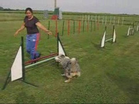 Coco, entrainement agility, 29/07