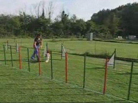 Déli, entrainement agility, 29/07