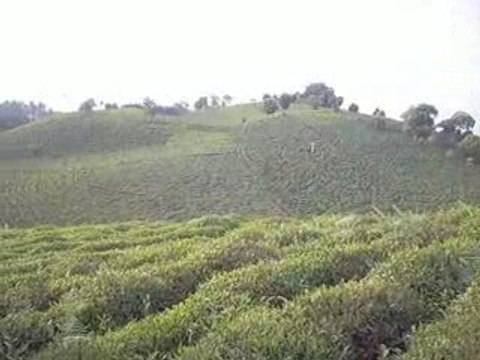rize çayeli limanköy çaylık
