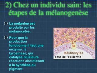 Du génotype au phénotype partie 6