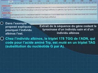 Du génotype au phénotype partie 7
