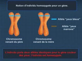 Du génotype au phénotype partie 8