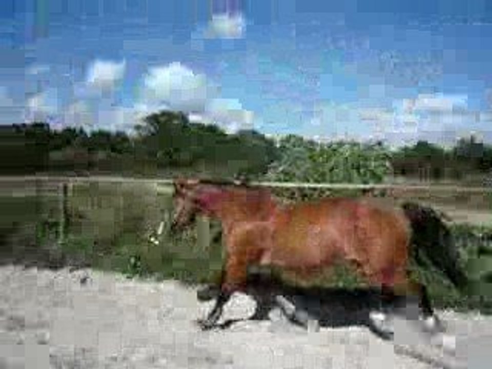 trotteur fr saut