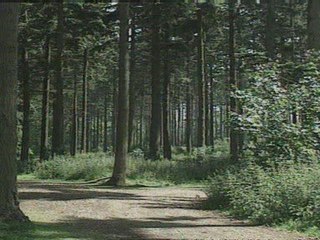 Hedgerows providing environmental benefits