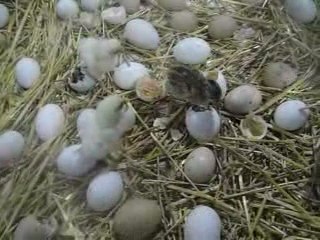 Petits poussins