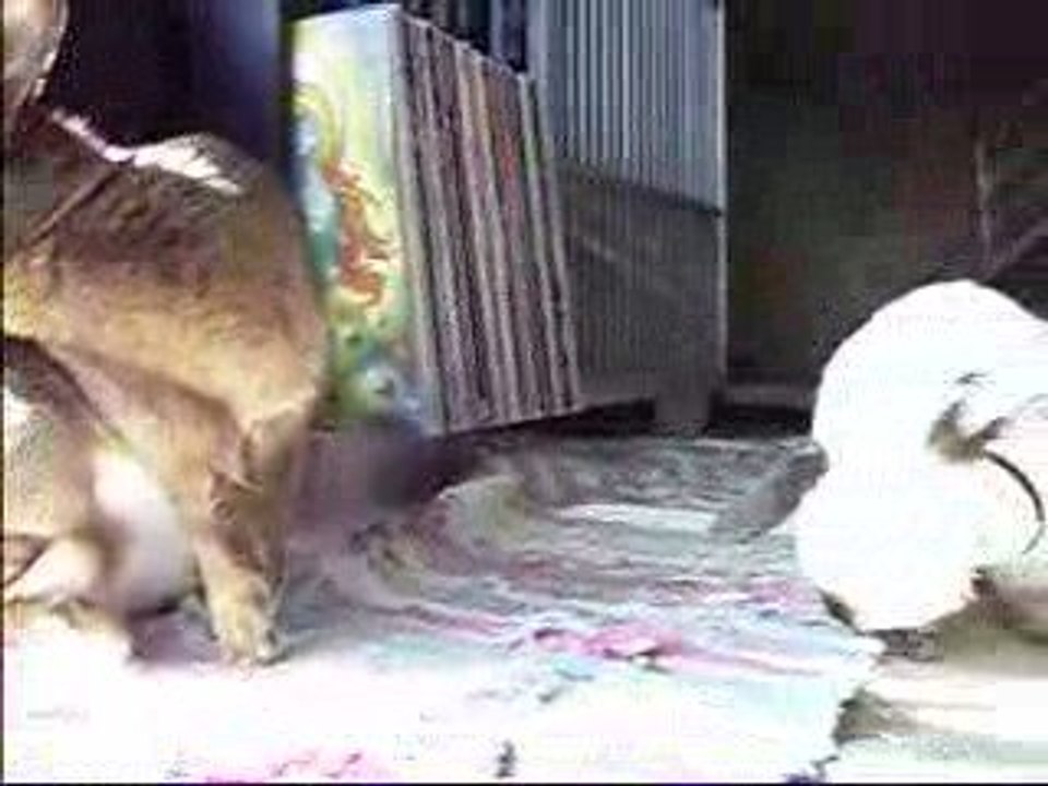 Frollain Flocke und Jimmy 'Synchron-Putzing'