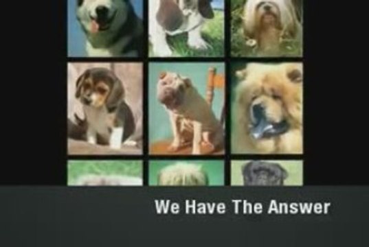 Dog Breeds Explained. All Dog Breeds Explained In Detail