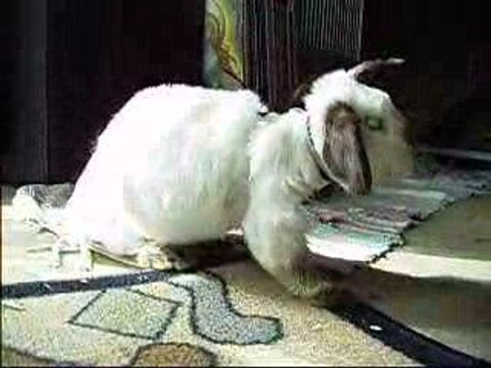 Kuscheleinheiten und Futterneid