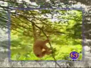 Monkey with a death wish