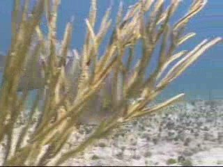 Diving in Mexico (part 1)