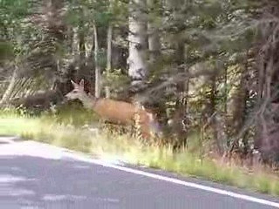 Une biche