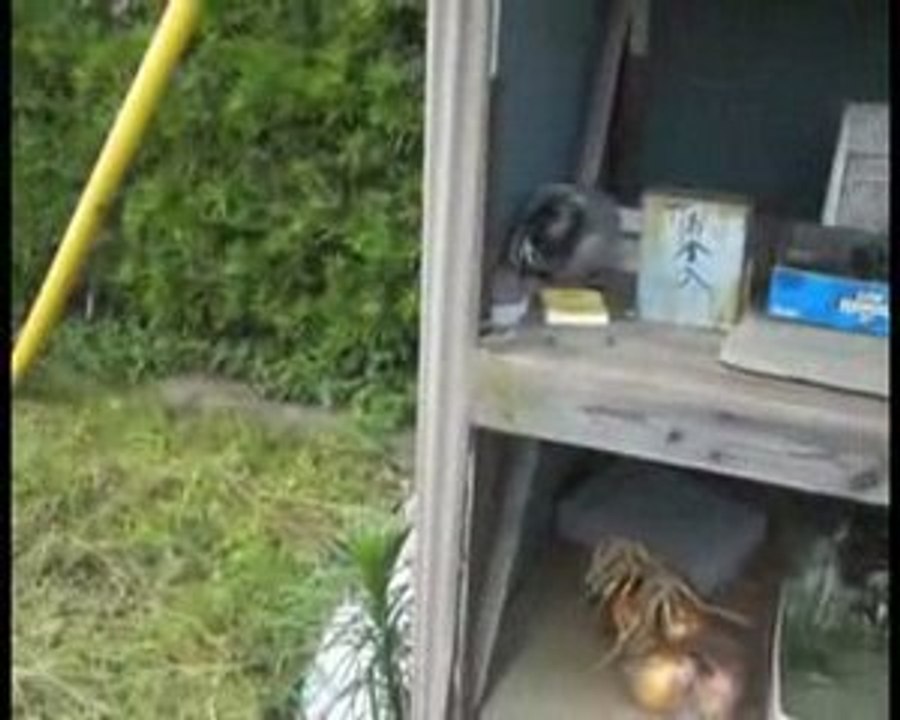 Japón desde otro ángulo:6. ¿Dónde está el frutero?