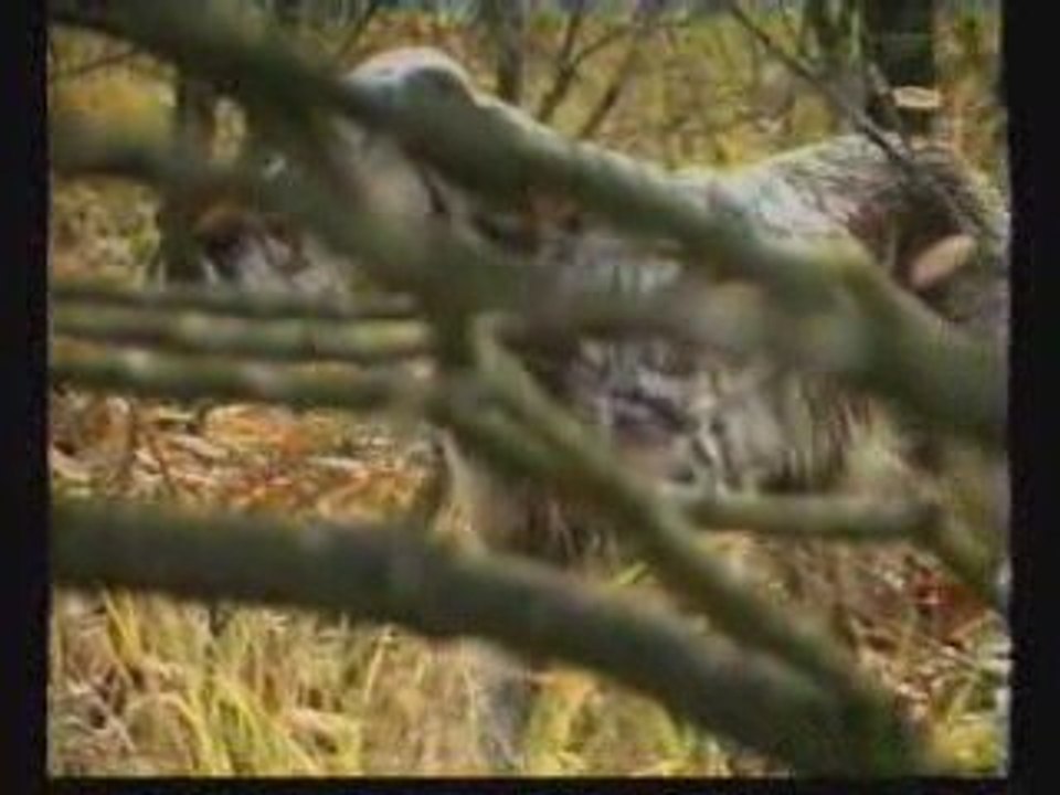 çulluk avı türkiye