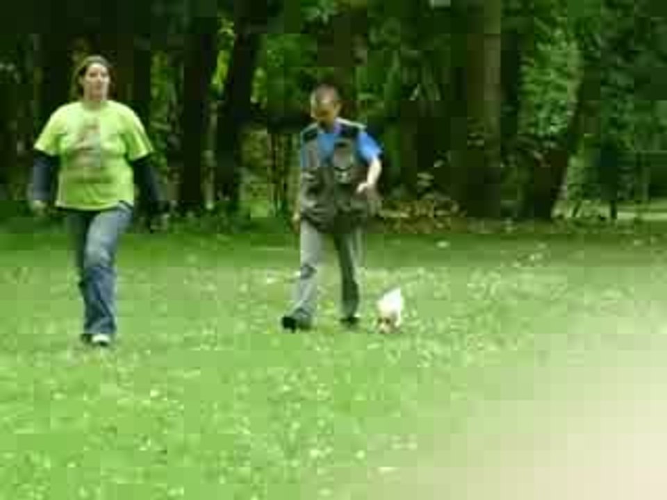 dypsie au saut inter