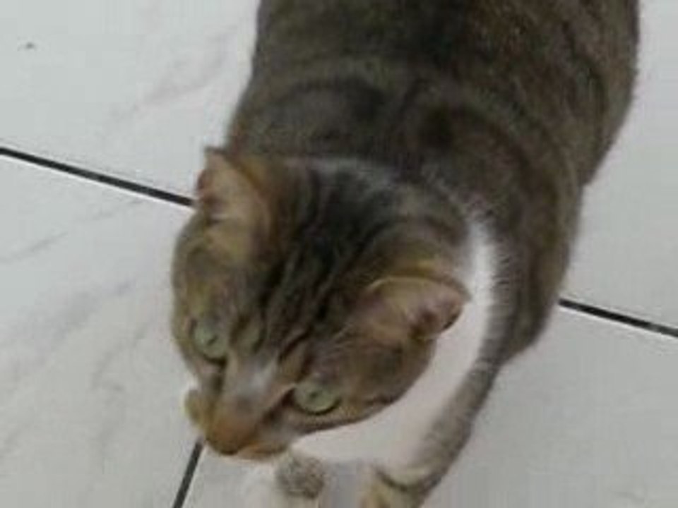 dora chatoune