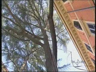 Treeworkers - Alberi in città