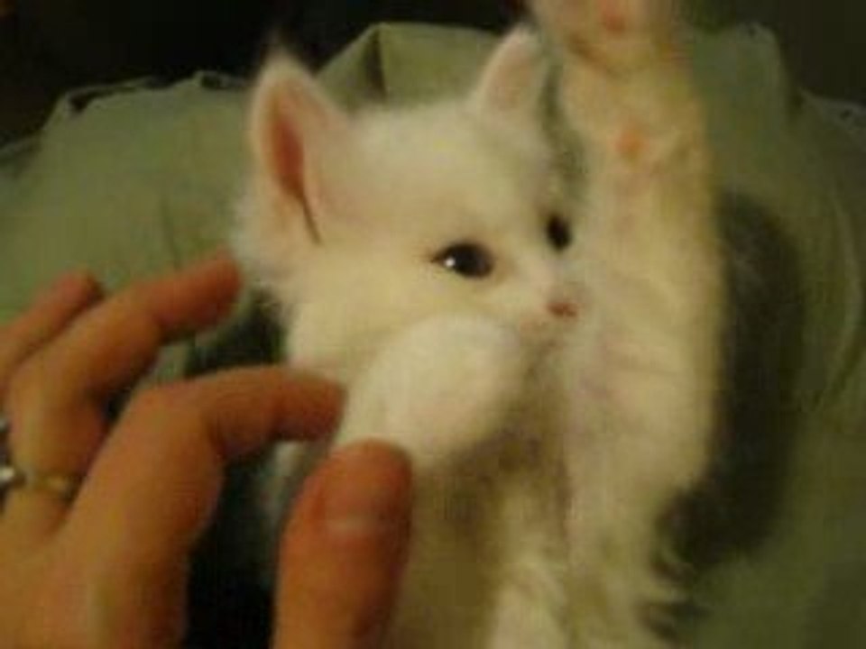 mini_Kumo