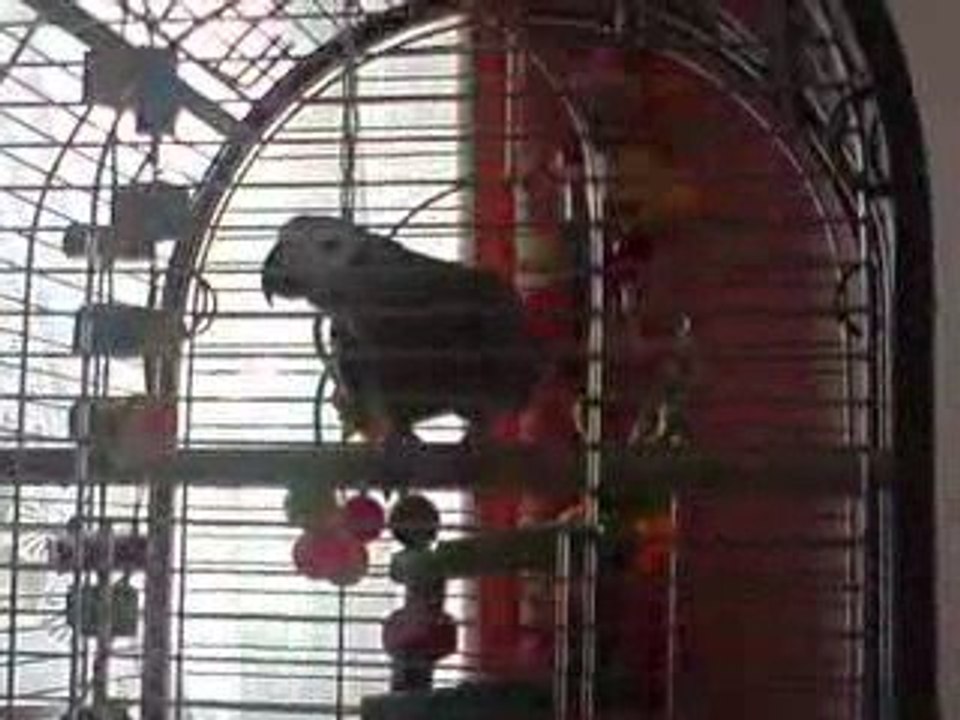 Jengo perroquet gris du gabon