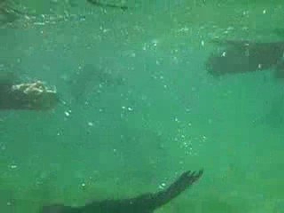 Premiers contacts avec les bébés otaries