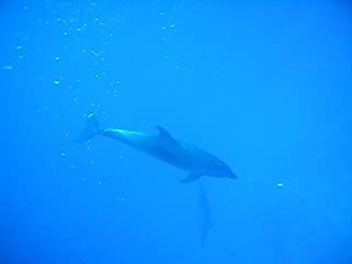 Notre rencontre avec les dauphins...incroyable !!!