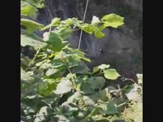 saut pont Napoleon