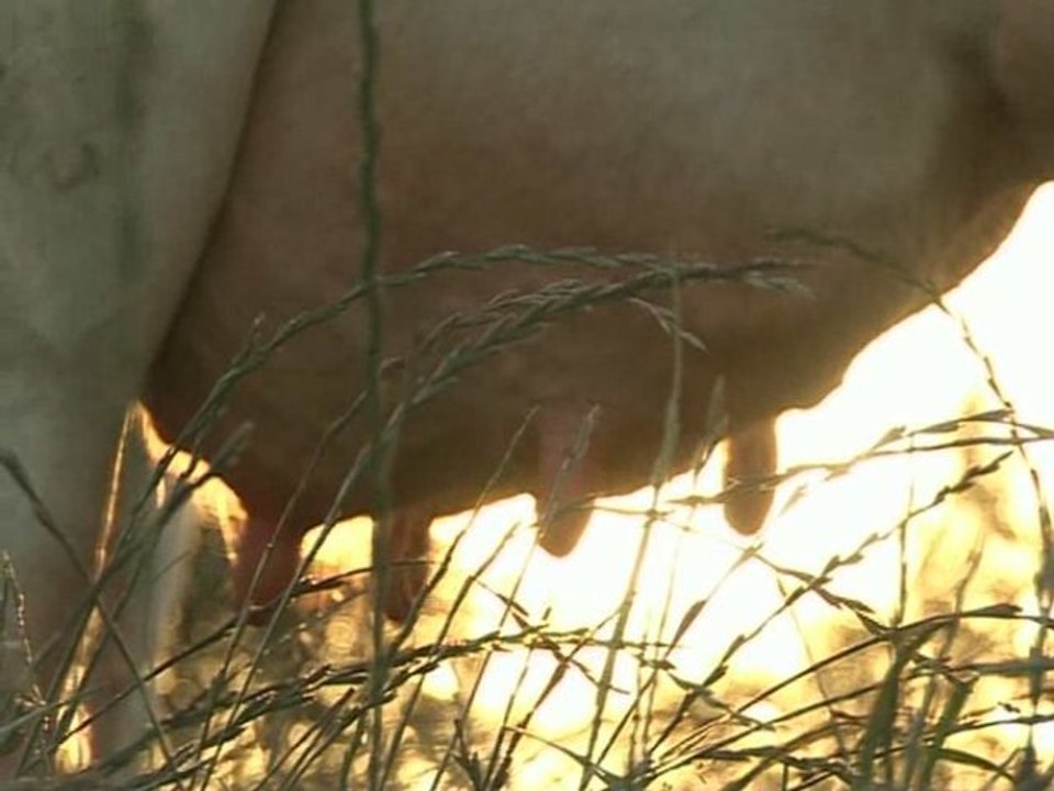 Grève du lait, l'Apli va-t-elle convaincre et mobiliser ?