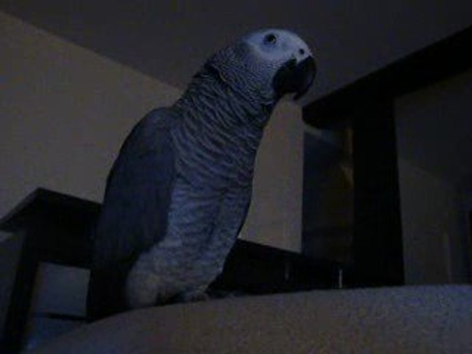 perroquet dit "pchuut ok? j'vais tout casser!"