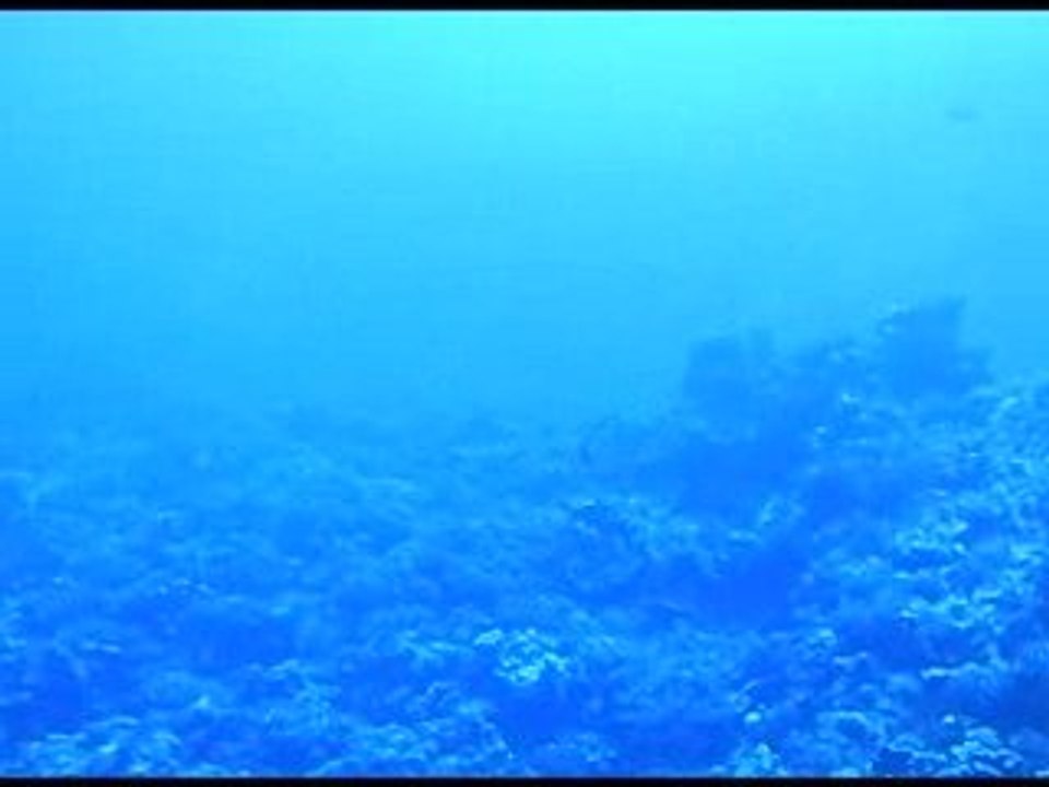 Enfin les requins.....