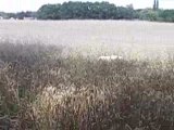 Angie et Kiss dans les blés