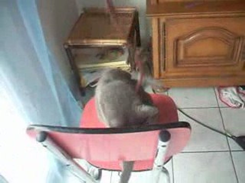 miaou