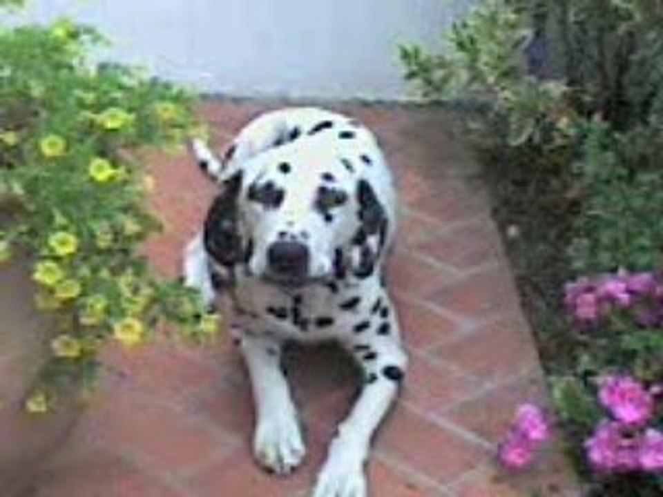 Un dalmatien qui s'exprime