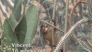 A Baby Collared Lemur's First Six Months