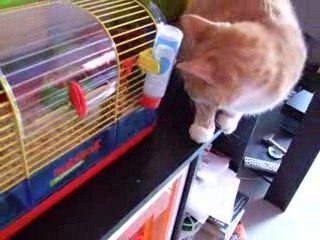 Brioche mon hamster perle