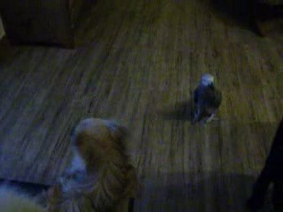 jeu ananas, balthazar