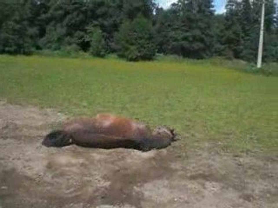 Jobinou au prés : p