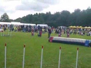 jumping 1 European Open Agility Hollande