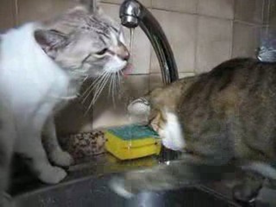 REFRESCANDO
