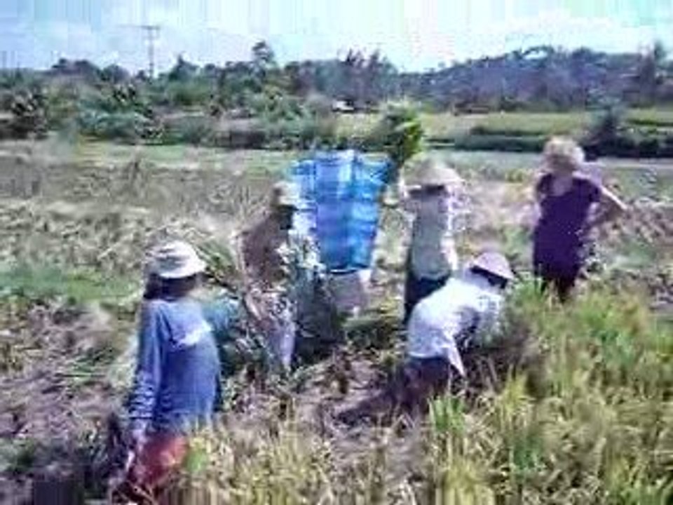 La récolte du riz dans les rizières à Bali - Vidéo Dailymotion