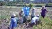 La récolte du riz dans les rizières à Bali