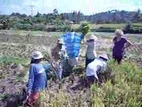 La récolte du riz dans les rizières à Bali