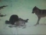 Wolverine fights off 2 wolves from there kill.