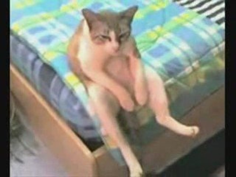 kedi